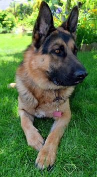 Identyfikator dla psa blaszka różowa kość 3,7 cm Grawer gratis Kość pink L. Blaszka w formie adresówki, identyfikatora dla psa (1).JPG